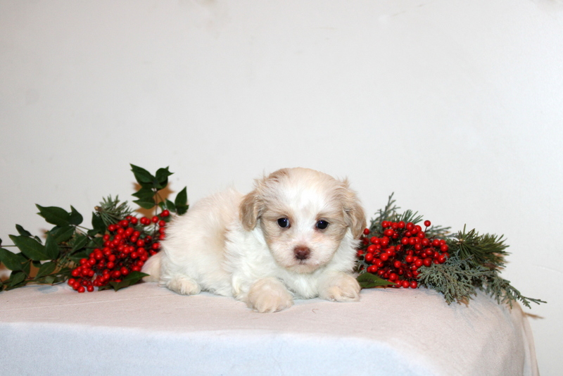 puppy, for, sale, Maltipoo, Matthew B. Stoltzfus, dog, breeder, Gap, PA, dog-breeder, puppy-for-sale, forsale, nearby, find, puppyfind, locator, puppylocator, aca